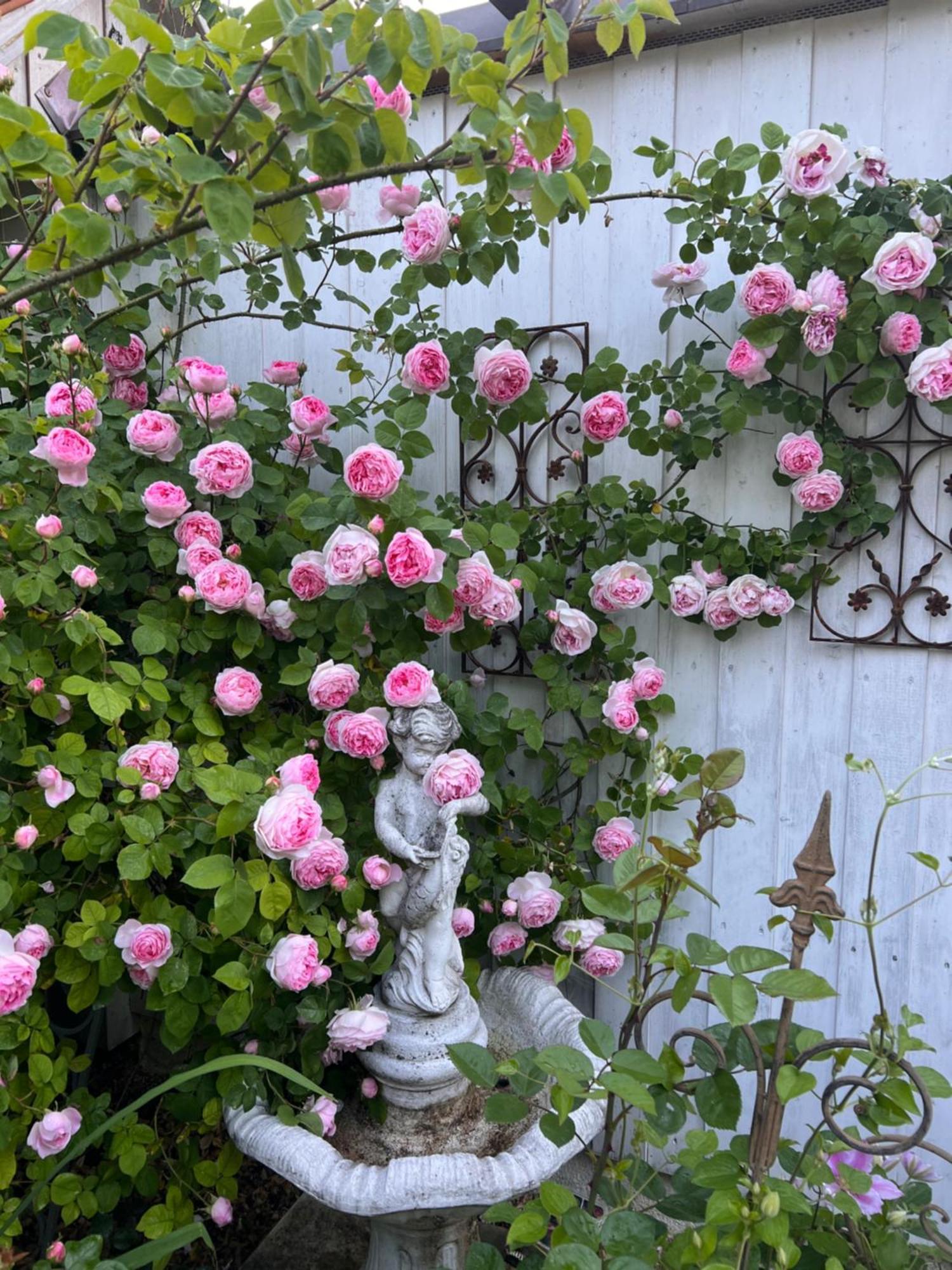 B&B Rosenliebe Niedereschach Extérieur photo